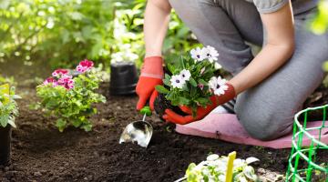 A man wearing grey jogging trousers and gardening gloves is kneeling down on the ground. Their right hand is digging some soil with a trowel, while holding some flowers to plant in the soil in their left hand.