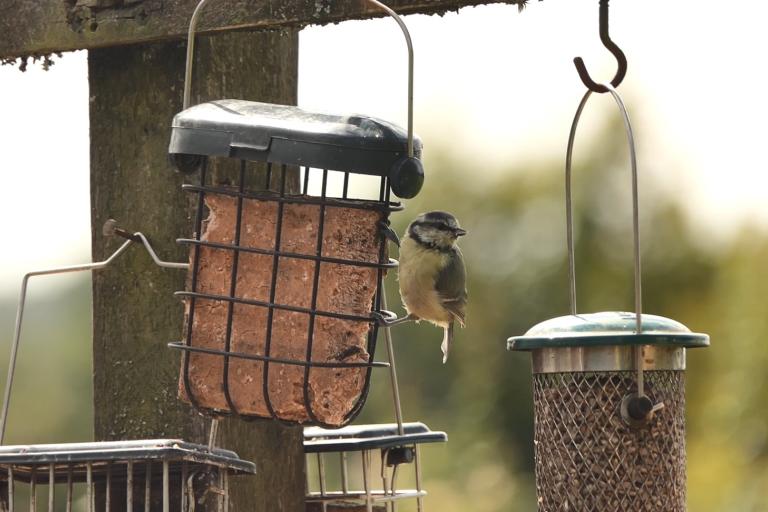 A blue tit eating food from a feeder. The bird is perched on a feeder, looking out at things around him as he eats.