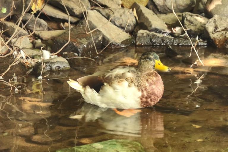 A duck, relaxing in the canal in Tavistock. He is brown, white and blue with a bright orange bill.