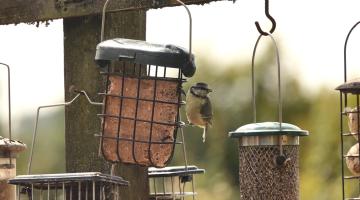 A blue tit eating food from a feeder. The bird is perched on a feeder, looking out at things around him as he eats.