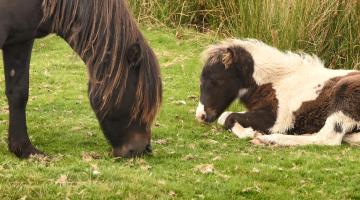 A brown Dartmoor pony, grazing on lush green grass. Next to the pony is a young foal. The foal, with a brown face and white patches on its body, is lying on the grass, relaxing. In the background is long reed-like grass.